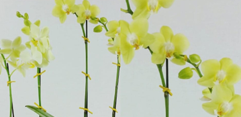 플라워 스튜디오  The Flower Studio By Ben Gusto